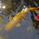 Koi Fish Pond - VideoHive Item for Sale