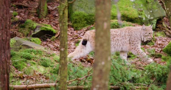 European Lynx Cub Walking in the Forest