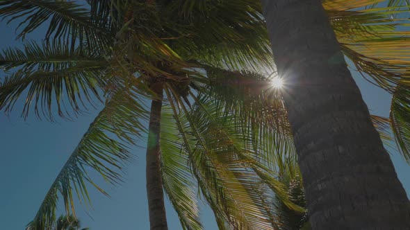 Tall Palm Tree In The Caribbean Revealing Bright Sun