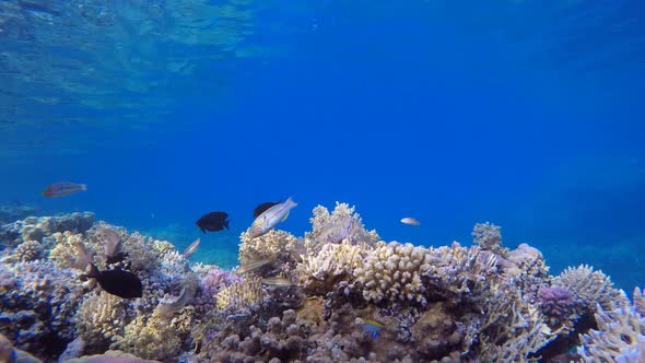 Blue Sea Water and Tropical Fish alt