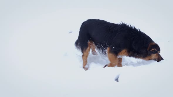 Black Dog in the Snow alt