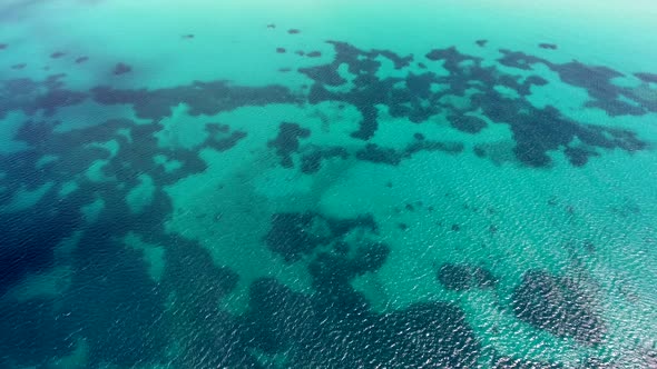 Seaweed and Coral Reef on a Clear Tropical Shallow Sea Floor With White Sand alt