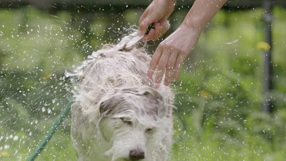 DOG BATHING - Husky and collie mix shakes water off, slow motion front view alt