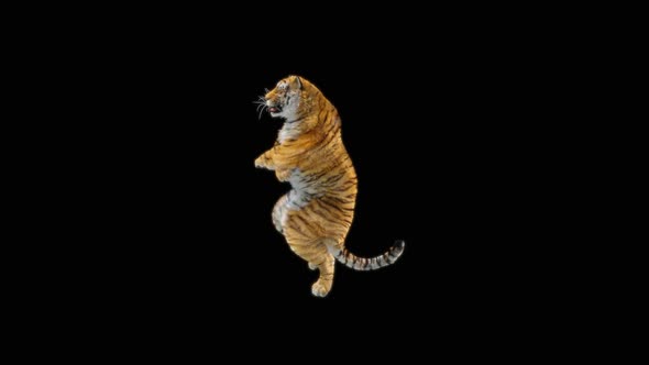 66 Tiger Dancing HD alt