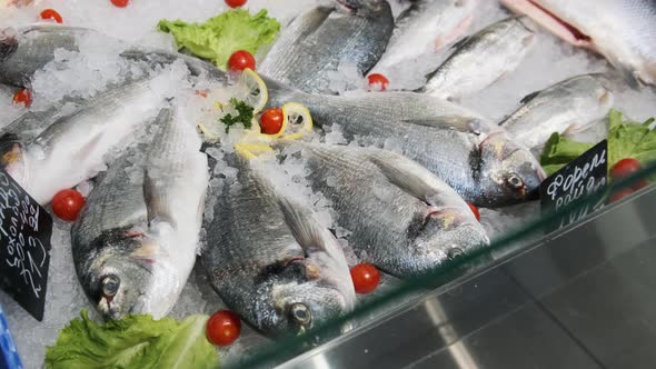 Lot of Fresh Sea Bass Fish Lies on Ice in a Supermarket Showcase Frozen Seafood alt
