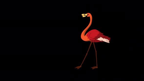 Red Flamingo walks 4K alpha matte alt