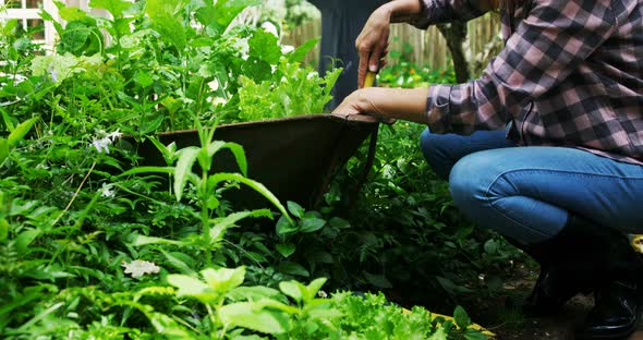 Mature woman planting in the garden 4k alt