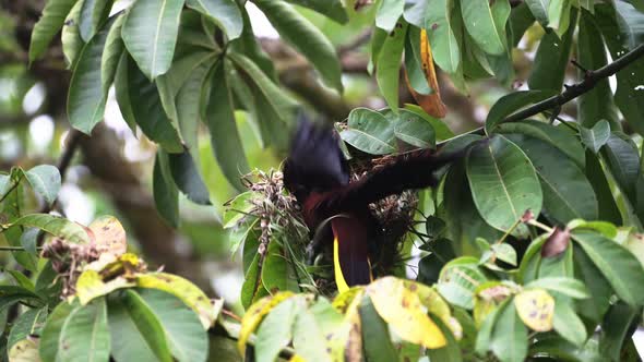 Montezuma Oropendola (psarocolius montezuma), uilding a Nest in a Tree in the Rainforest of Costa Ri alt