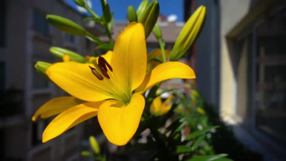 Dwarf Daylilies On The Balcony alt