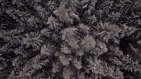 Aerial view of the dense forest in the snow in winter alt
