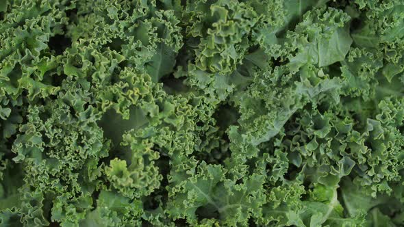 Bright Green Kale Spinning 01 alt