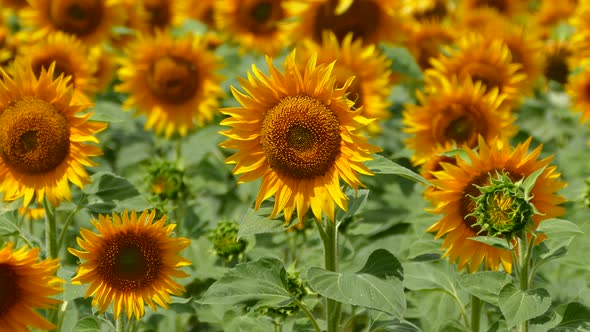 Beautiful Sunflower Flower on the Background of a Yellow Field