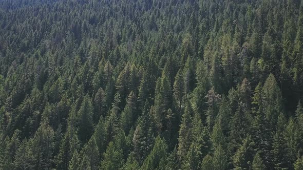 Aerial Drone Footage Rising Showing Evergreen Trees On A Mountain