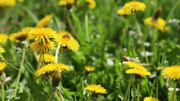 Amazing Yellow Dandelion Flower in Lush Green Grass in the Wind in Summer or Spring Season