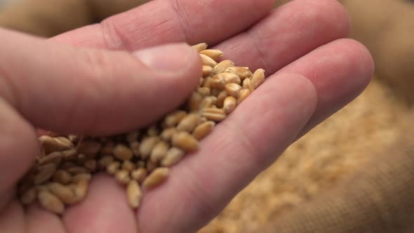 Hand with Wheat Grain
