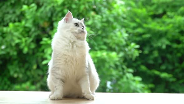 Cute Persian Cat Sitting And Looking On Table alt