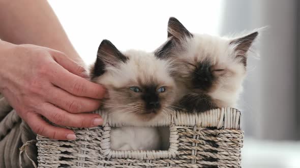 Person with Ragdoll Cat Kittens alt