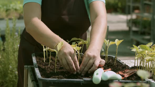 Hands of Gardener Replanting Seedlings in Greenhouse alt