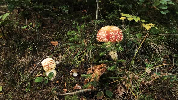 Fly Agaric Muscaria Toadstools Growing. The Poisonous Fungi Toadstools. Close Up alt