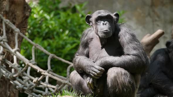 Portrait of a Chimpanzee alt