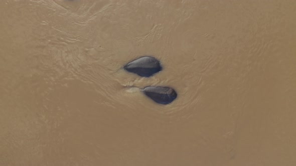Aerial View of Hippos swimming in the river, Balule Reserve, South Africa. alt