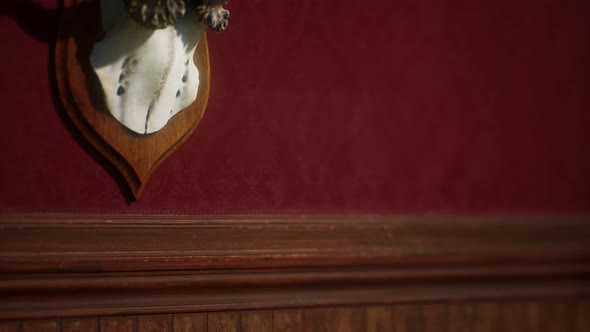 Antelope Horns Vintage Taxidermy Real Gazelle Antlers alt