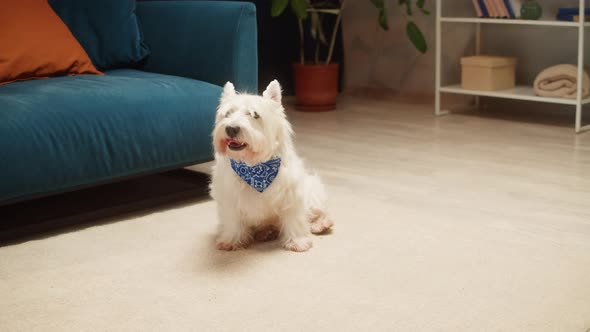 Beautiful Dog Wearing Blue Scarf Closeup West Highland White Terrier Portrait alt