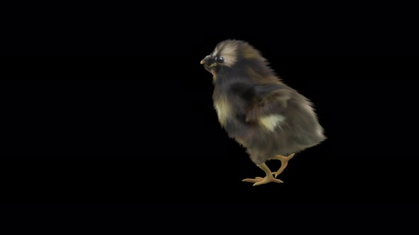 08 Baby Chicks Dancing 4K alt
