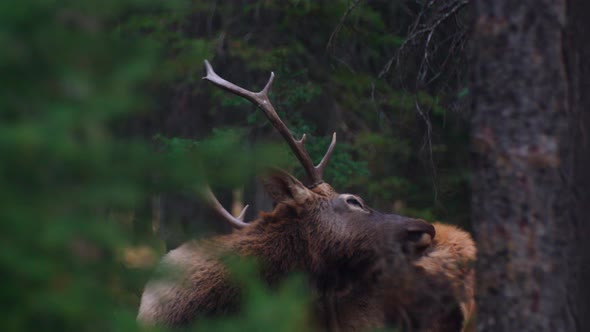 Elk male bull grooming in the forest alt