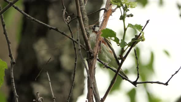 Chestnut sided warbler bird perched on branch with thin twig in beak at daytime alt