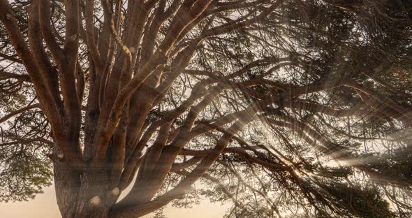 The Autumn Sun Shines Through the Branches of a Large Branched Pine Tree alt