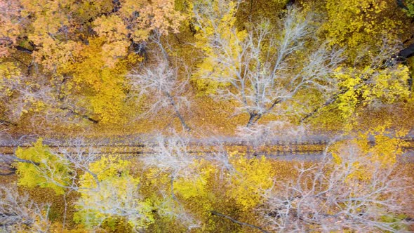 Aerial railway line in vivid yellow autumn forest