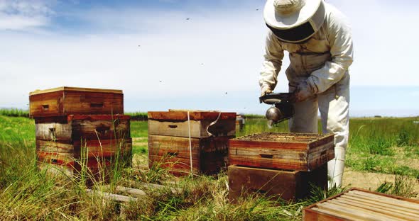Beekeeper smoking the honeycomb of a beehive using a hive smoker alt