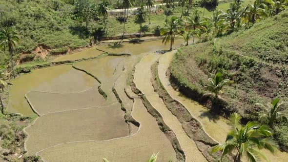 Aerial view of rice fields in Bohol, Siquijor  alt