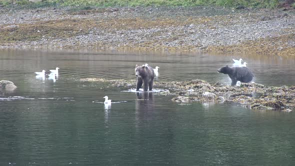 Brown bears hunting for fish in remote wilderness National Park and Reserve Alaska USA alt
