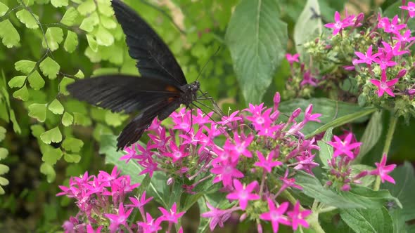 Black Butterfly Beating Wings during Pollination Process on Blooming Pink Flower in Botanical Garden alt