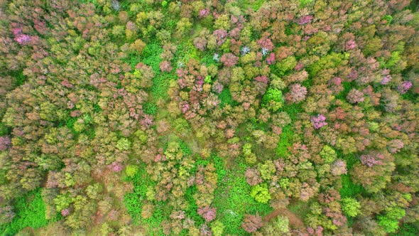 Top view over the Wild Himalayan Cherry Blossom (Prunus cerasoides) in the northern winter alt