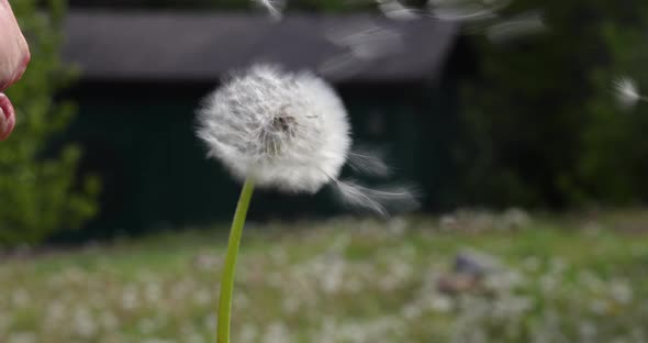 Blowing a Dandelion in Slow Motion alt