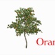Stormy Orange Tree - VideoHive Item for Sale