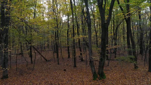 Sun in the Forest In Autumn alt