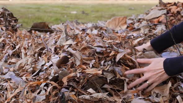 Close up of a female hand picking up a pile of dry golden leaves in autumn garden