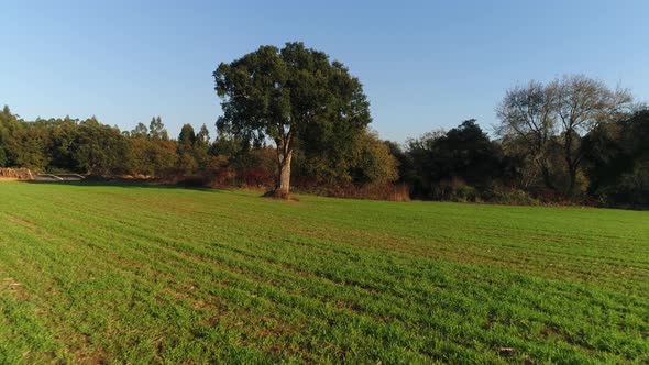 Tree on Green Field alt