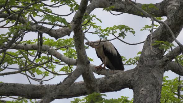 Palm nut vulture in a tree at Reserva de namibe in Angola alt