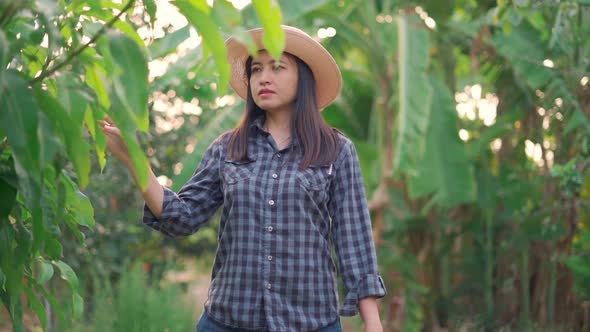 Young woman farmer looking for check and monitoring the  planted in orchard.