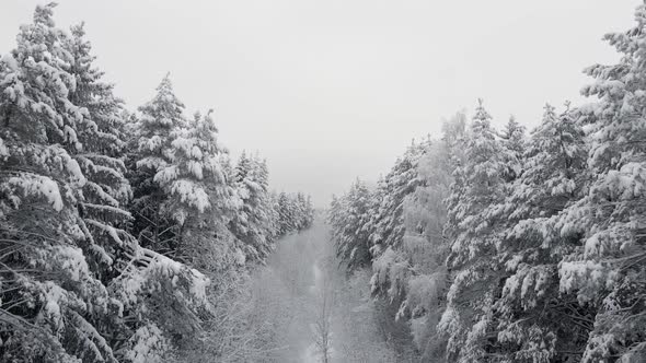 Snow Covered Forest in the Afternoon with Fog Shot on the Throne at Christmas alt