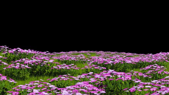 Flower Field Landscape