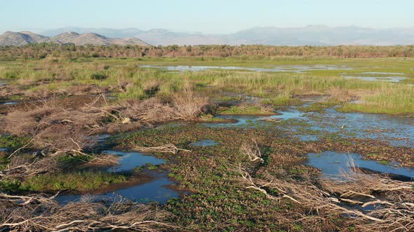 Dry fallen trees with bare branches in a marsh wetland and floodplain - Montenegro nature alt