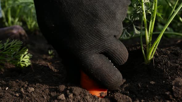 A Hand in a Black Glove Pulls Carrots Out of the Ground