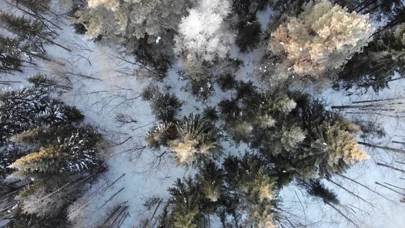 13 Beautiful Winter Forest In The Morning