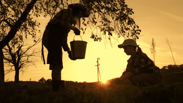 Cows Farm Concept alt